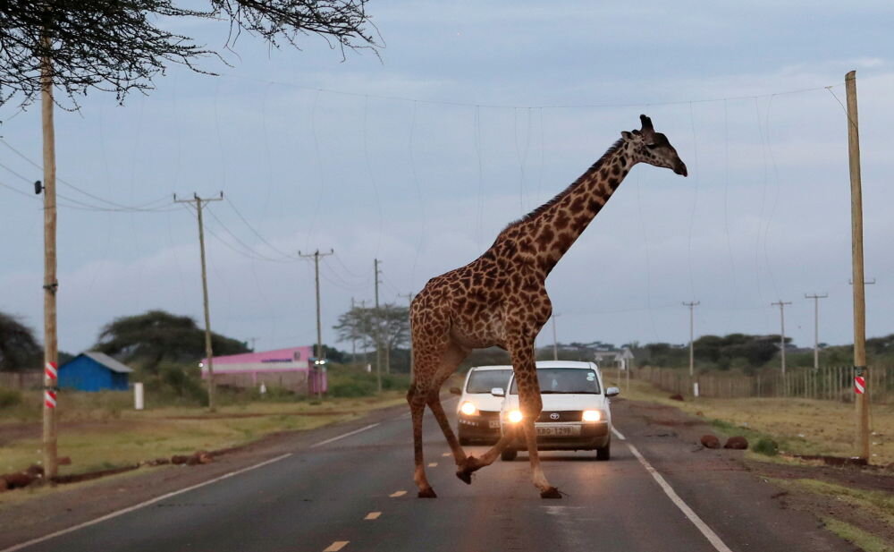 عبور زرافه از خیابانی در کنیا / عکس