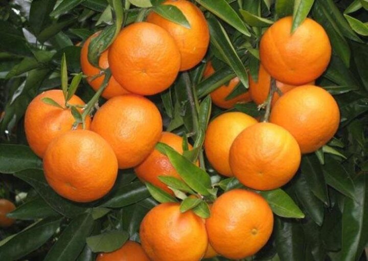 اختلاف باورنکردنی قیمت پرتقال از باغ تا مغازه
