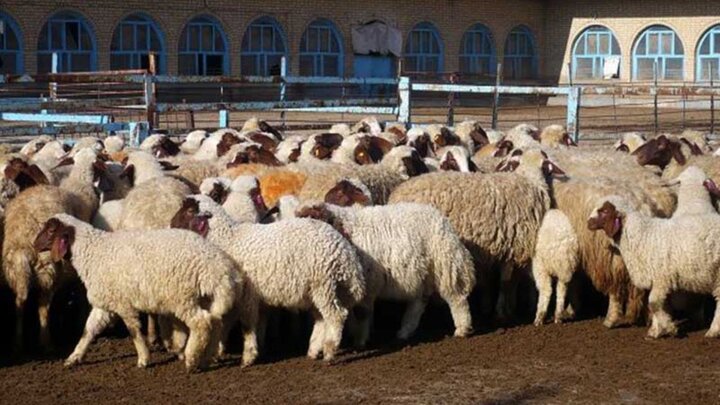 قیمت منطقی هر کیلو گوشت گوسفندی چقدر است؟