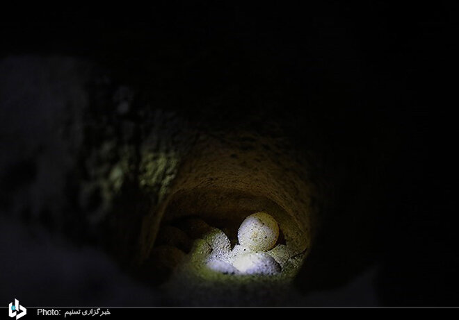 آغاز تخم گذاری لاک پشت پوزه عقابی در جزیره کیش / تصاویر