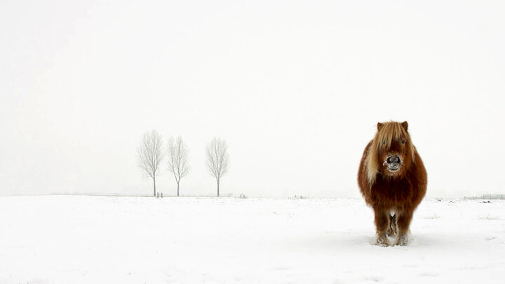 یخ زدن اسب بر اثر سرمای شدید / عکس