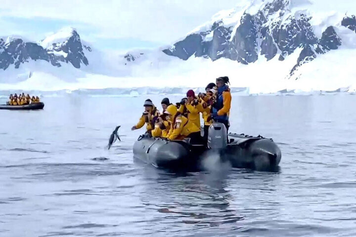 فرار پنگوئن از دست نهنگ قاتل به قایق انسان‌ها / فیلم