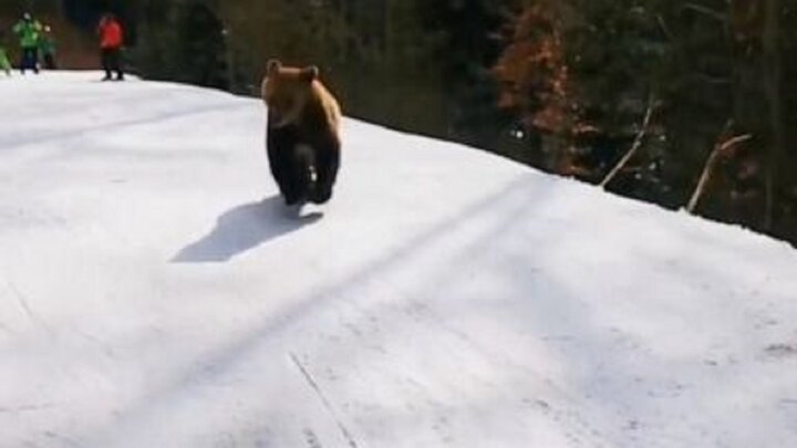 حمله غافلگیرانه خرس قهوه‌ای به اسکی بازان / فیلم