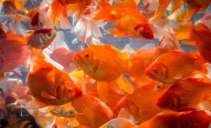 چند توصیه مهم برای کسانی که قصد خرید ماهی قرمز دارند