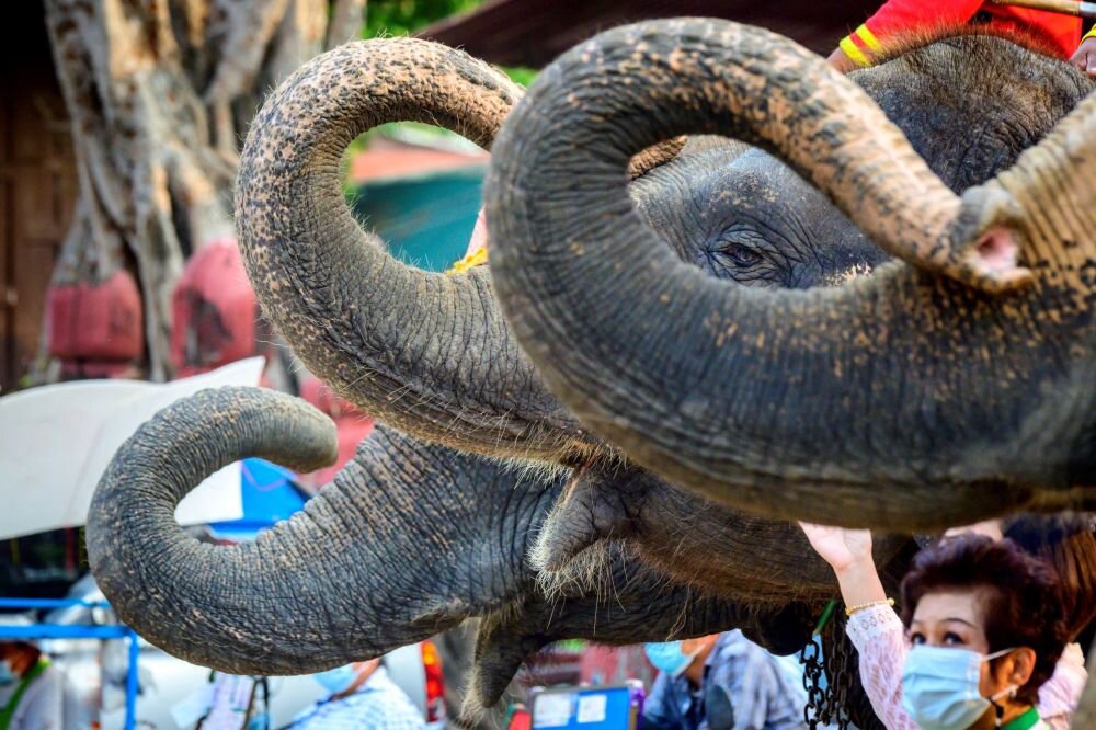 تصاویر دیدنی از روز ملی فیل در تایلند