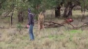 تنبیه کانگورو توسط یک مرد برای نجات سگش/ فیلم