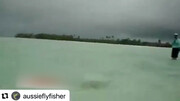 حمله کوسه به مرد ماهیگیر در کنار ساحل / فیلم