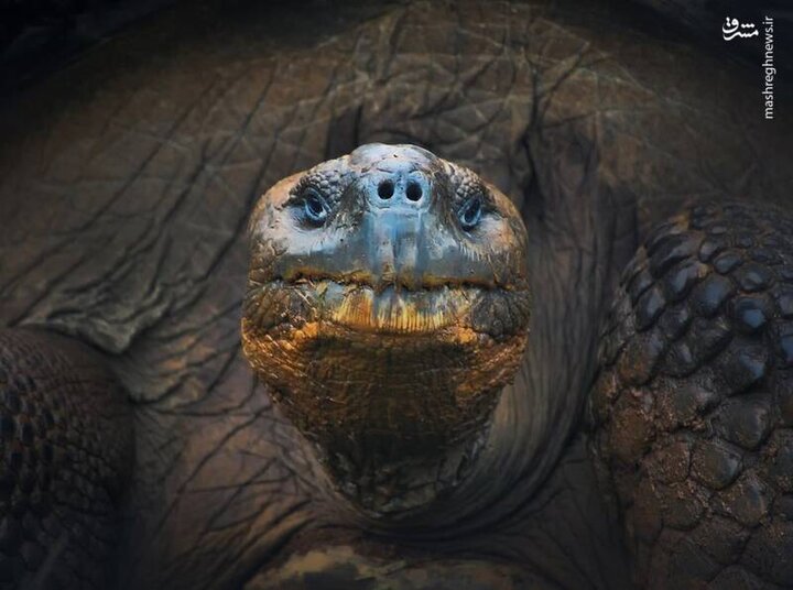 رها سازی لاک‌پشت عظیم‌الجثه در ساحل عسلویه / فیلم