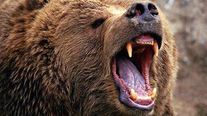حمله خرس وحشی به یک مرد در خیابان/ فیلم