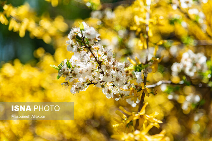 عکس‌هایی دیدنی از شکوفه‌های بهاری کرج