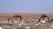 تلف شدن ۳۰۰ شتر بر اثر خوردن کیسه‌های پلاستیکی