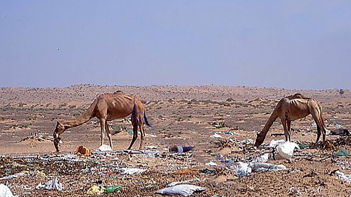 تلف شدن ۳۰۰ شتر بر اثر خوردن کیسه‌های پلاستیکی