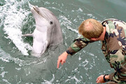 آموزش نظامی ملوانان آمریکایی با دلفین‌های رزمی / فیلم