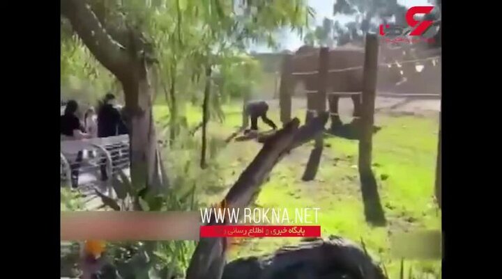 سلفی خطرناک گردشگر و دختر خردسالش با فیل در باغ وحش / فیلم