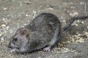 حمله وحشتناک موش‌های انگلیسی به زمین یک کشاورز / فیلم