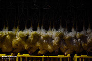۸۴۰ کیلو مرغ در شرق تهران کشف شد
