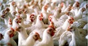 توقیف کامیون‌های حامل ۳۵ هزار کیلو مرغ زنده در کاشان