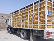کشف و توقیف کامیون حامل ۱۴۰۰ قطعه مرغ غیرمجاز در یزد
