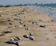 احتمال مرگ ماهیان سواحل جاسک به علت آلودگی نفتی
