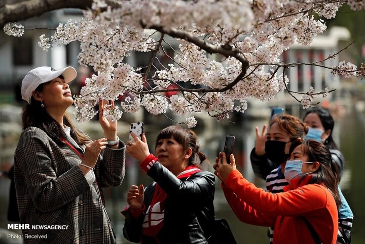 فرارسیدن زودهنگام فصل شکوفه های گیلاس در ژاپن / تصاویر