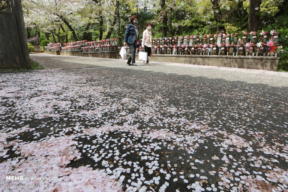 فصل شکوفه های گیلاس در ژاپن