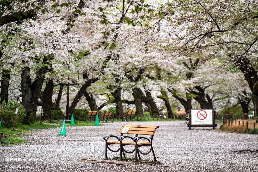فصل شکوفه های گیلاس در ژاپن