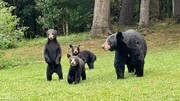 تلاش‌های بامزه خرس مادر برای انتقال توله‌ خرس‌های بازیگوش از خیابان / فیلم