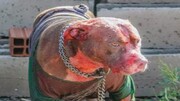 مرگ وحشتناک مرد برزیلی با حمله ۷ سگ وحشی / تصاویر