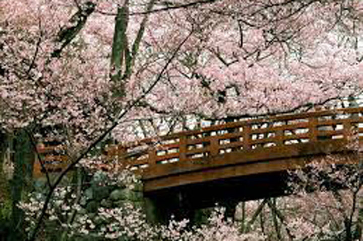 هانامی فصل شکوفه های گیلاس یا سیزده بدر ژاپنی / فیلم