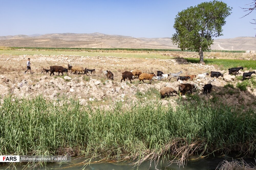 دامدار منطقه فیروزآباد استان فارس  گوسفندان خود را برای شستشو کنار رودخانه می برد.