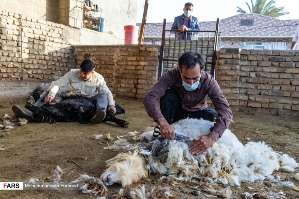 دامداران با چهره یا قیچی مخصوص به طوری که گوسفند زخمی نشود شروع به پشم چینی می کنند.