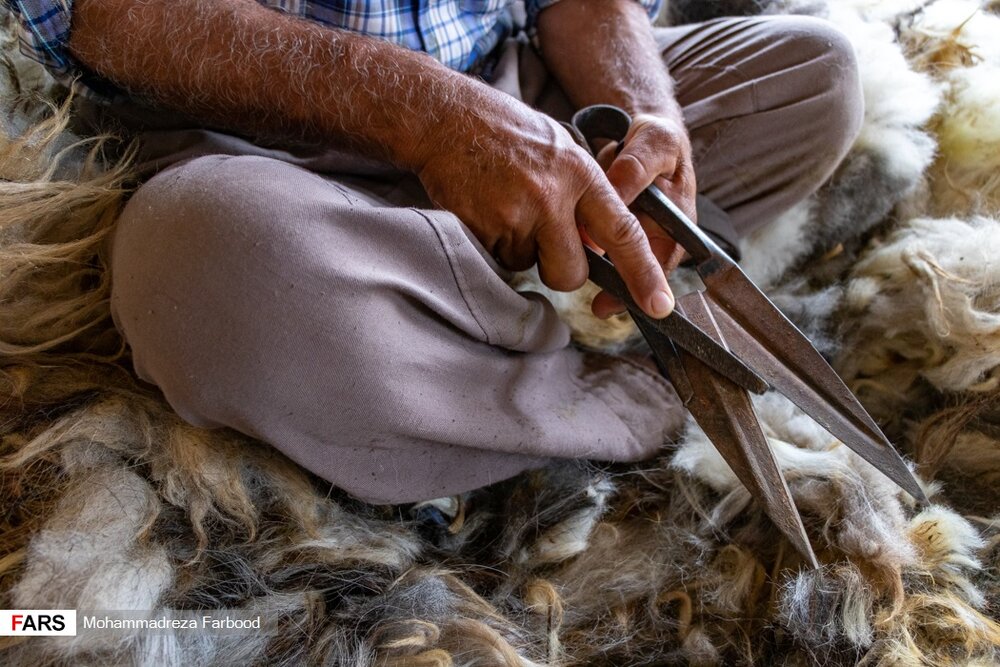 دامدار چهره یا قیچی مخصوص چیدن پشم گوسفندان را با سوهان تیز می کند./ منطقه فیروزآباد استان فارس