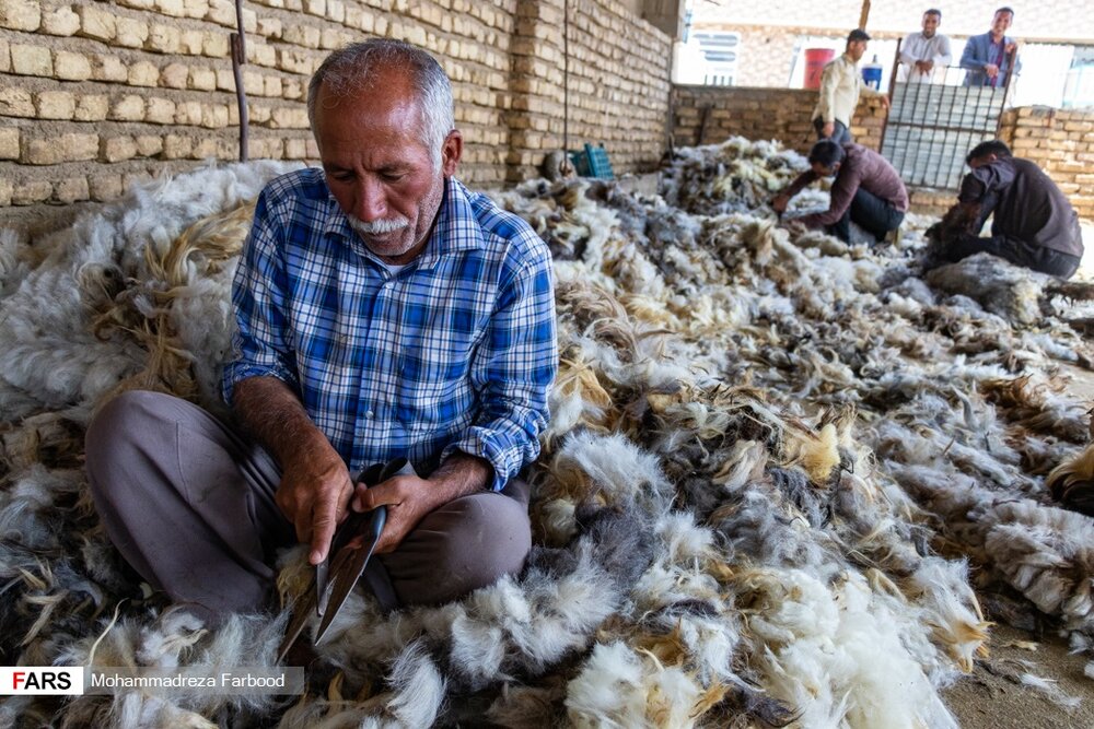 دامدار چهره یا قیچی مخصوص چیدن پشم گوسفندان را با سوهان تیز می کند./ منطقه فیروزآباد استان فارس