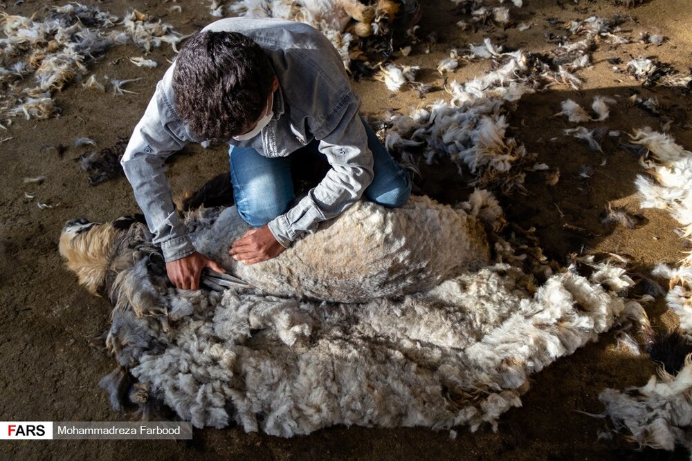 دامدار با چهره یا قیچی مخصوص به طوری که گوسفند زخمی نشود شروع به پشم چینی می کند.