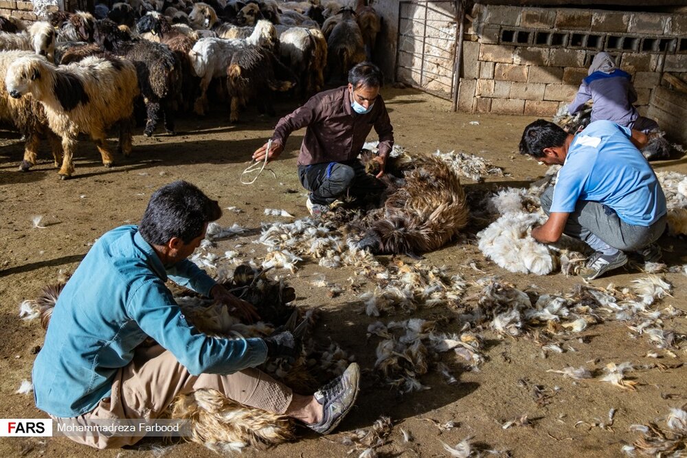 دامداران با چهره یا قیچی مخصوص به طوری که گوسفند زخمی نشود شروع به پشم چینی می کنند.