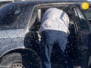 حمله ۱۵ هزار زنبور به راننده خودرو / فیلم