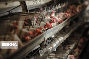 کاهش قیمت تخم‌مرغ در مرغداری‌ها/ عمده فروشان و خرده فروشان به حق خود قانع نیستند