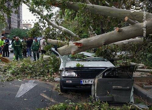 سقوط عجیب درختان بر روی خودروها در خیابان ولیعصر / فیلم