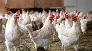 بازار با انبوه عرضه مرغ مواجه است/ واردات مرغ احتمالا لغو می‌شود