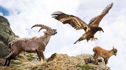 شکار بز کوهی توسط عقاب / فیلم