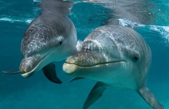  مرگ غم‌انگیز دهها دلفین‌ در سواحل آکرا / فیلم