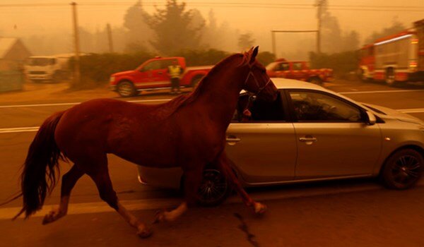 فرار دو اسب در خیابان اصلی جاده کمالشهر کرج / فیلم