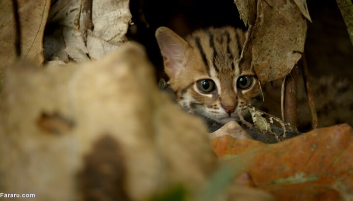 کوچکترین گربه جهان به اندازه کف دست / فیلم