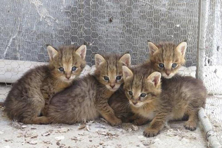 ۳ بچه گربه وحشی در حال انقراض ایرانی نجات یافتند/ فیلم