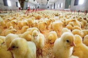 پدیده جدید در بازار مرغ؛ اثر قاچاق جوجه‌ها بر قیمت چه بوده است؟