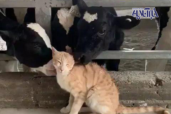 ویدئویی دیدنی و خنده‌دار از نوازش یک گربه توسط چند گاو 