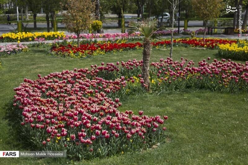 گزارش تصویری از جشنواره گلهای لاله در اراک