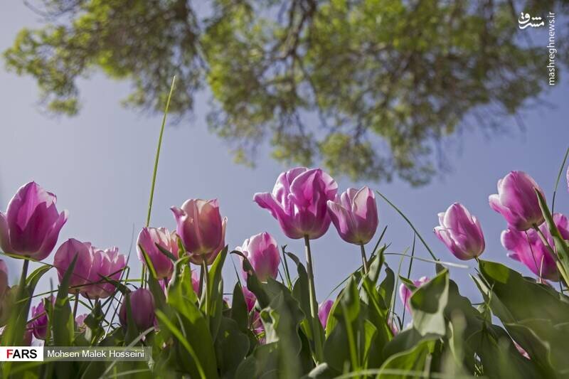گزارش تصویری از جشنواره گل‌های لاله در اراک