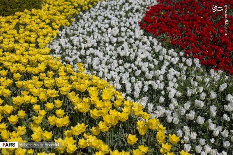 گزارش تصویری از جشنواره گل‌های لاله در اراک