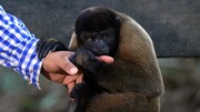 قطع انگشت دست کودک ۵ساله هنگام غذا دادن به حیوانات در باغ وحش!
